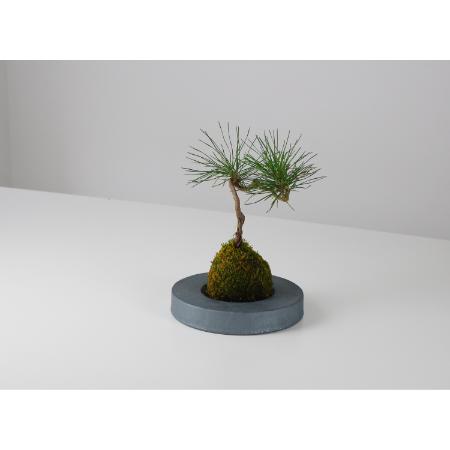 ＜MYK＞KOKEDAMA - kubo ／ maru
