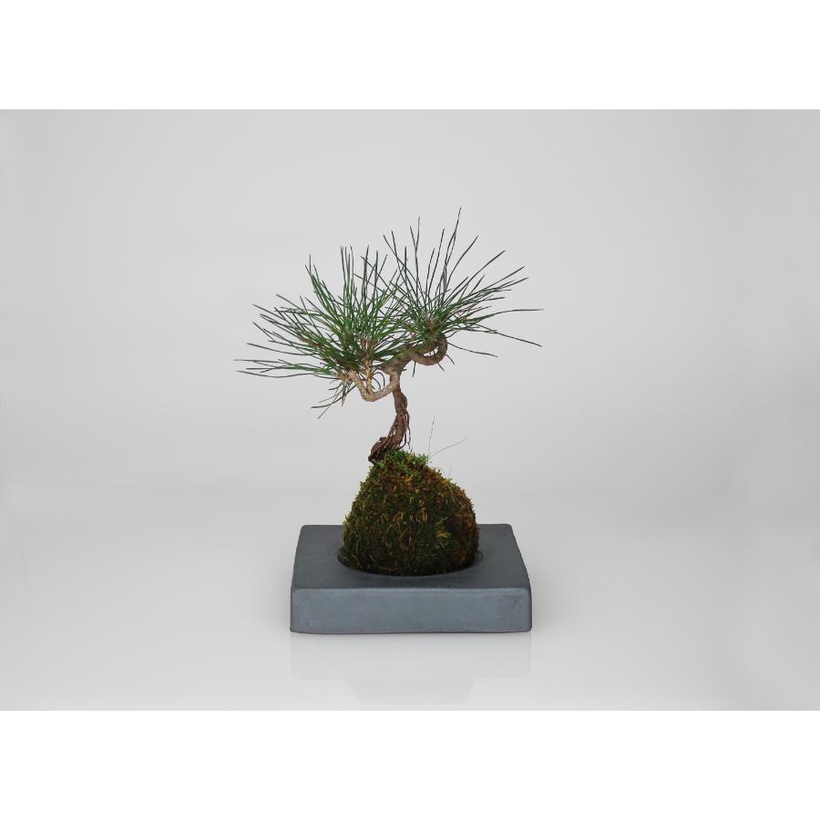 <MYK>KOKEDAMA - kubo / kaku