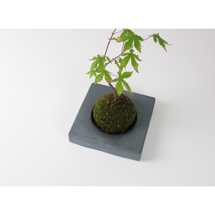 <MYK>KOKEDAMA - kubo / kaku