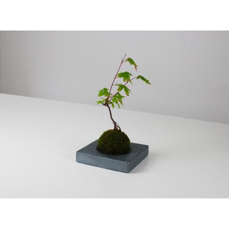 ＜MYK＞KOKEDAMA - kubo ／ kaku