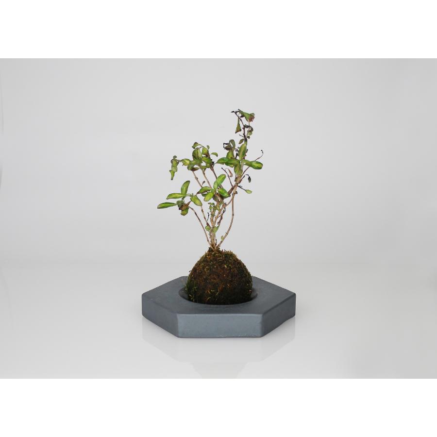 <MYK>KOKEDAMA - kubo / takaku