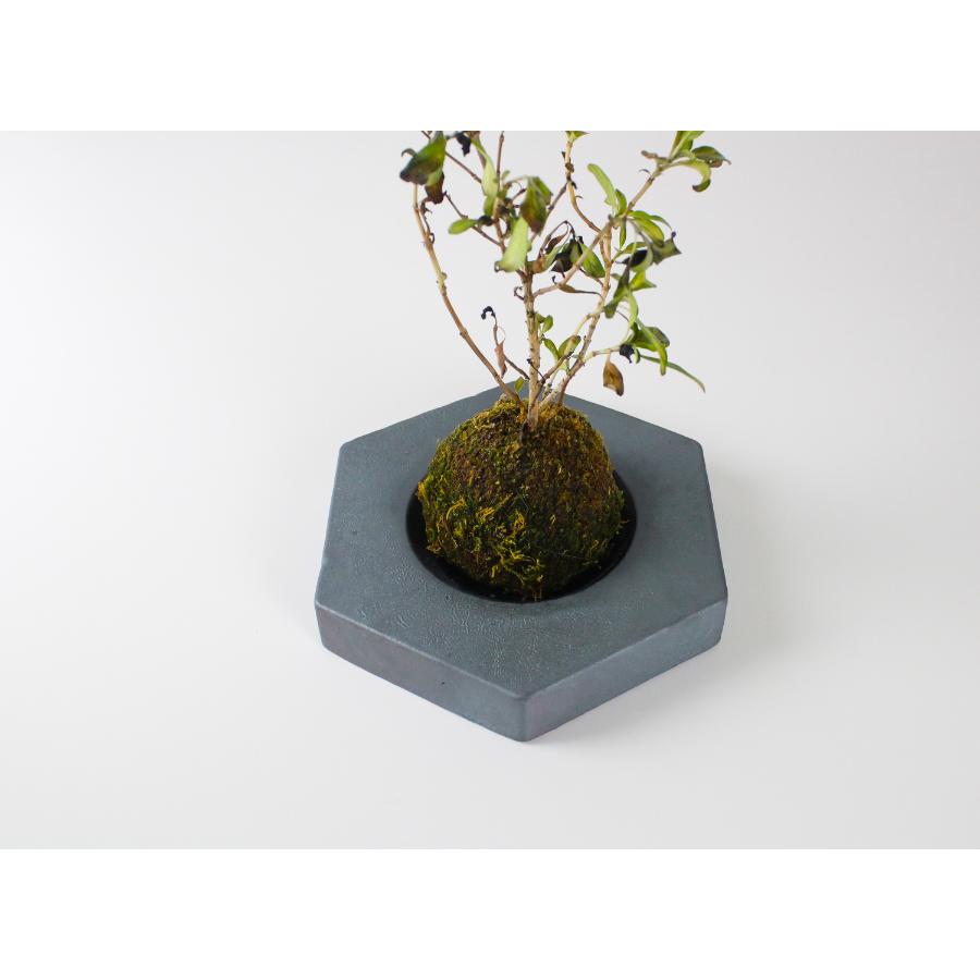 <MYK>KOKEDAMA - kubo / takaku