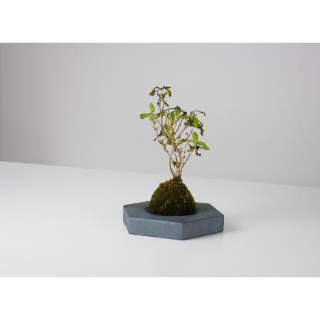 ＜MYK＞KOKEDAMA - kubo ／ takaku