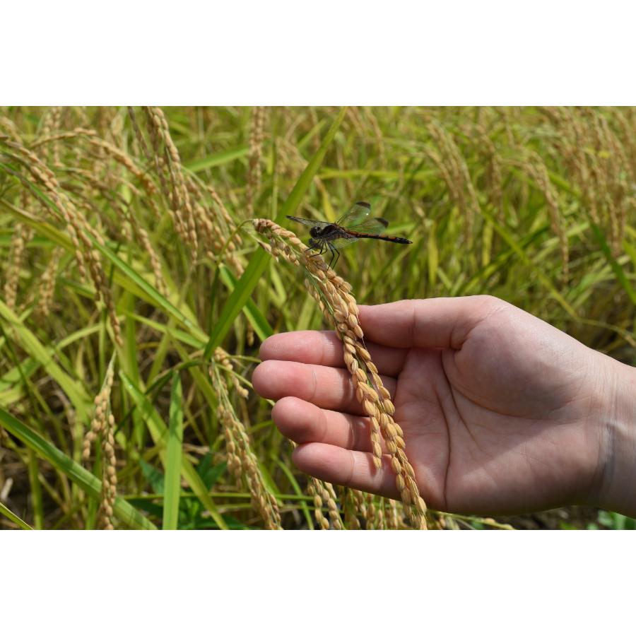 【令和7年産新米】<食の宝島 佐渡>農薬5割減「佐渡島産つきあかり」無洗米10kg(5kg×2)