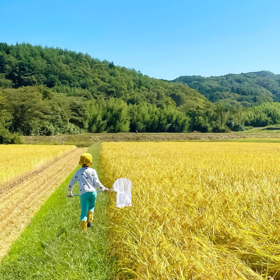【令和7年産新米】<食の宝島 佐渡>特別栽培米「佐渡島産にじのきらめき」無洗米10kg(5kg×2)