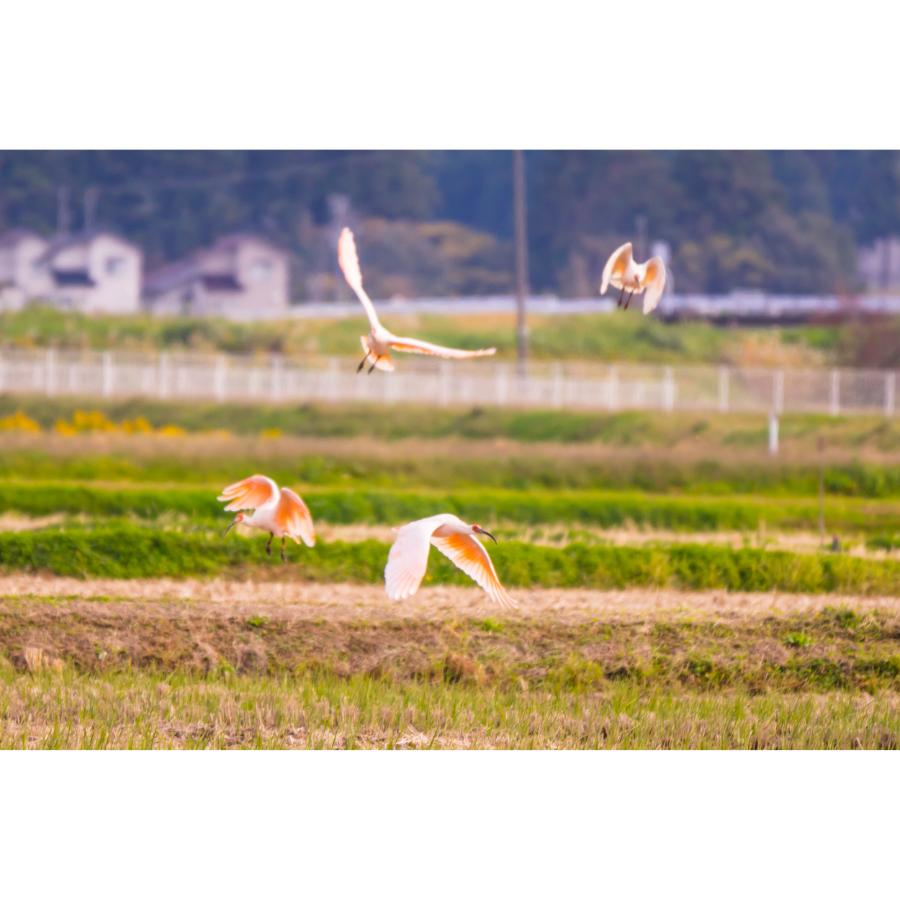 ＜食の宝島佐渡＞佐渡産 朱鷺と暮らす郷（コシヒカリ) 土屋農園 特別栽培米 無洗米10kg（5kg×2）