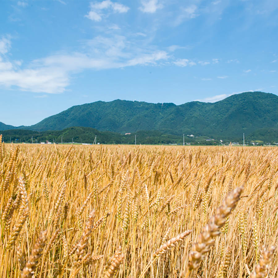 新潟県産石挽き小麦粉「ゆきちから」100％　2kg
