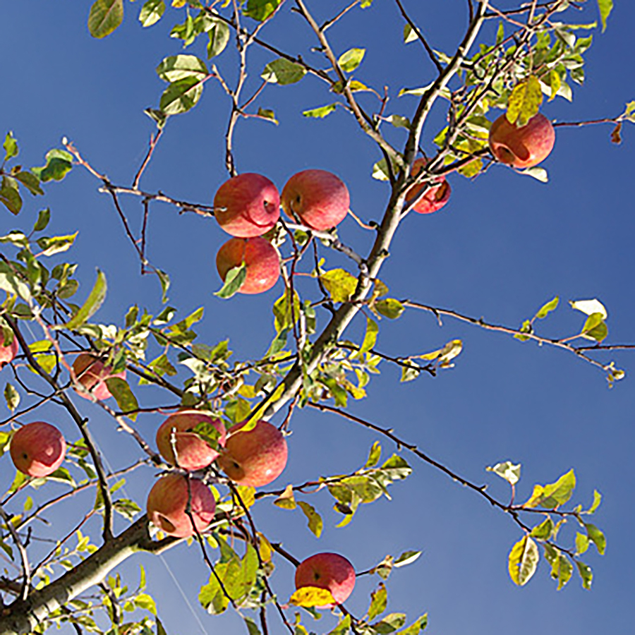 加積りんご/サンふじＬ玉5kg