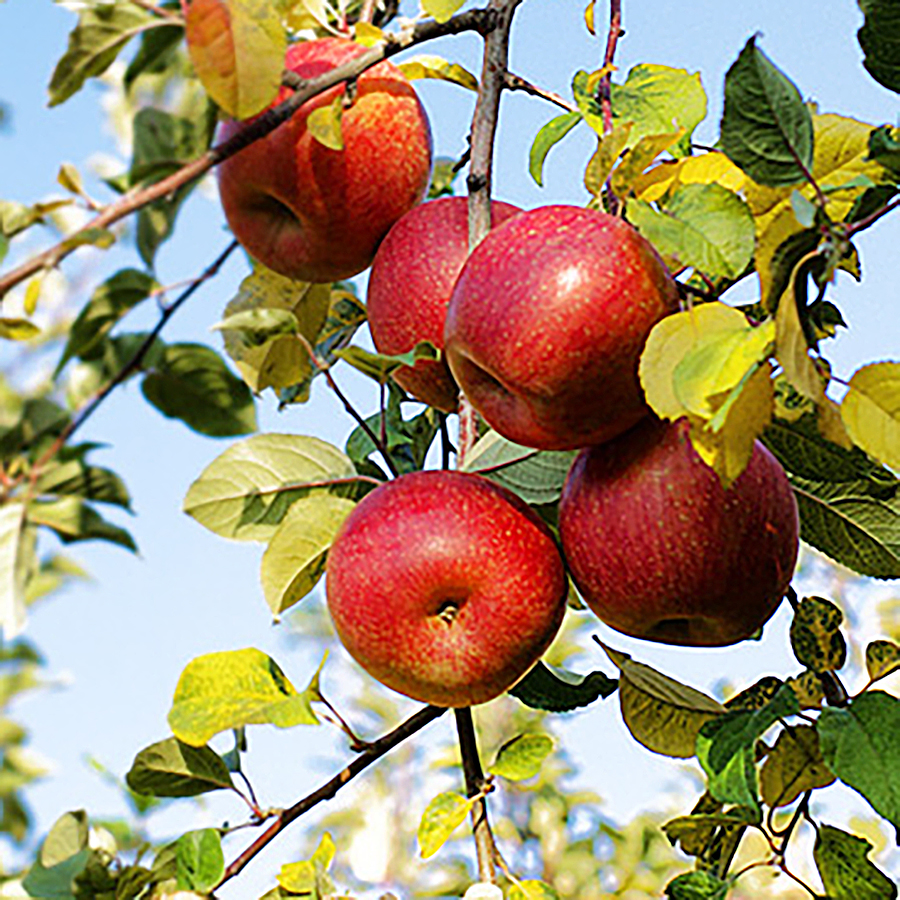 加積りんご/サンふじM玉5kg