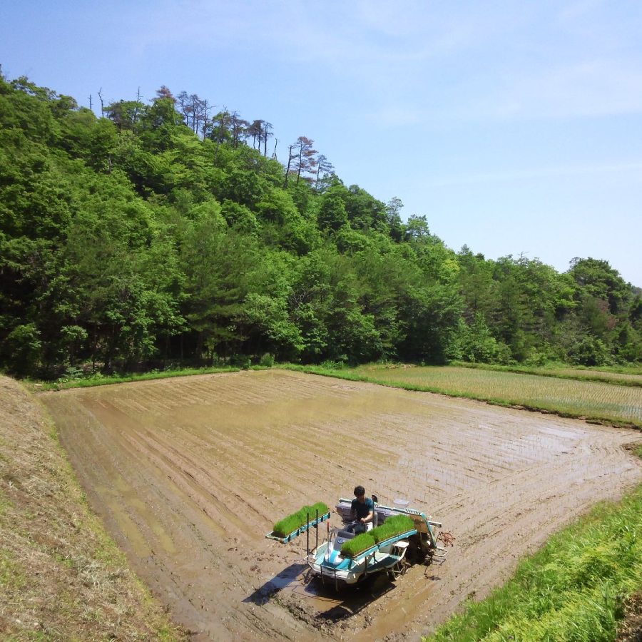 ＜田んぼの天使＞有機ＪＡＳ認証　越前コシヒカリ５ｋｇ