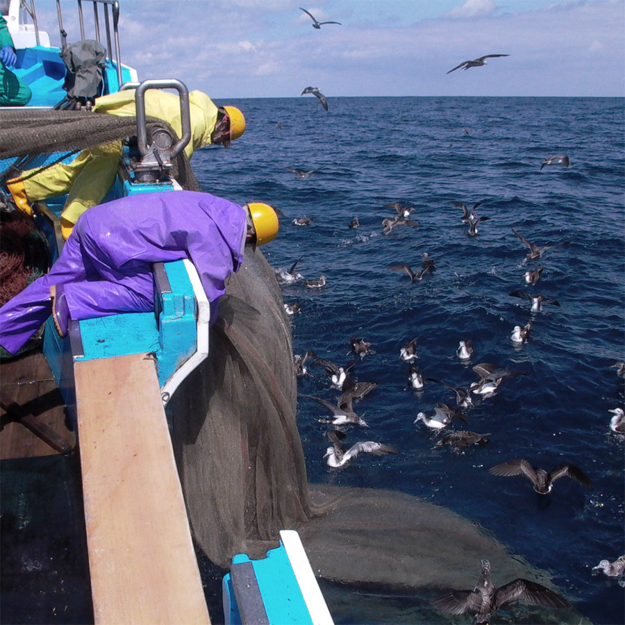 <福丸>越前がに 中