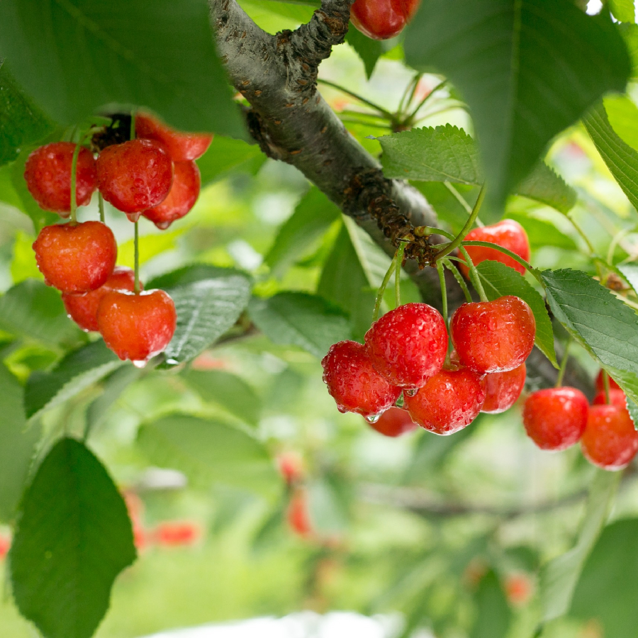 マルサン農樹園の紅秀峰500g