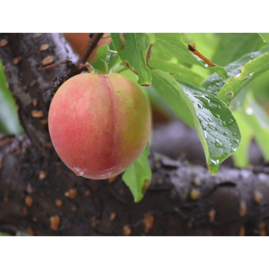 <and farm>26年出荷南アルプス市産 すもも「大石」15玉