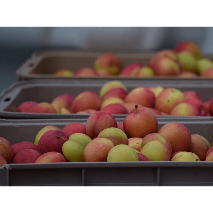 <and farm>26年出荷南アルプス市産 すもも「大石」15玉