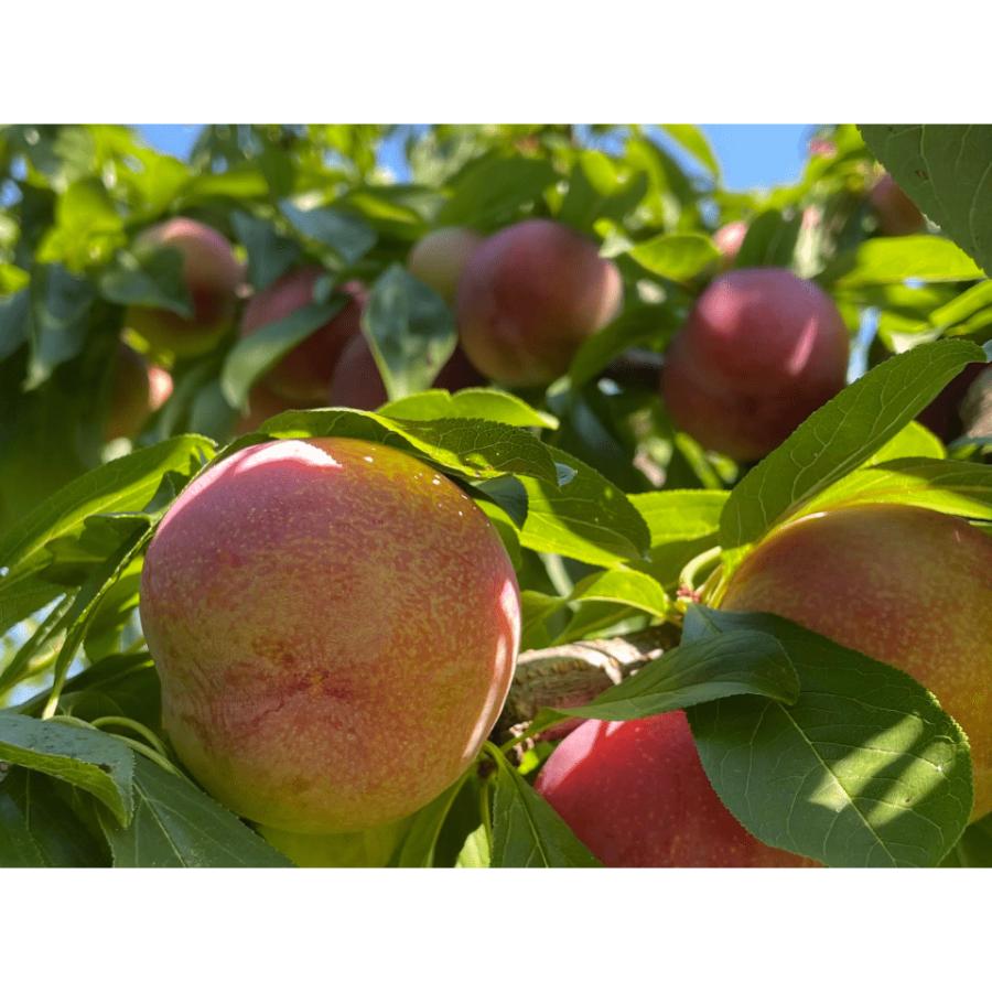 <and farm>26年出荷南アルプス市産すもも 「サマーエンジェル」10玉