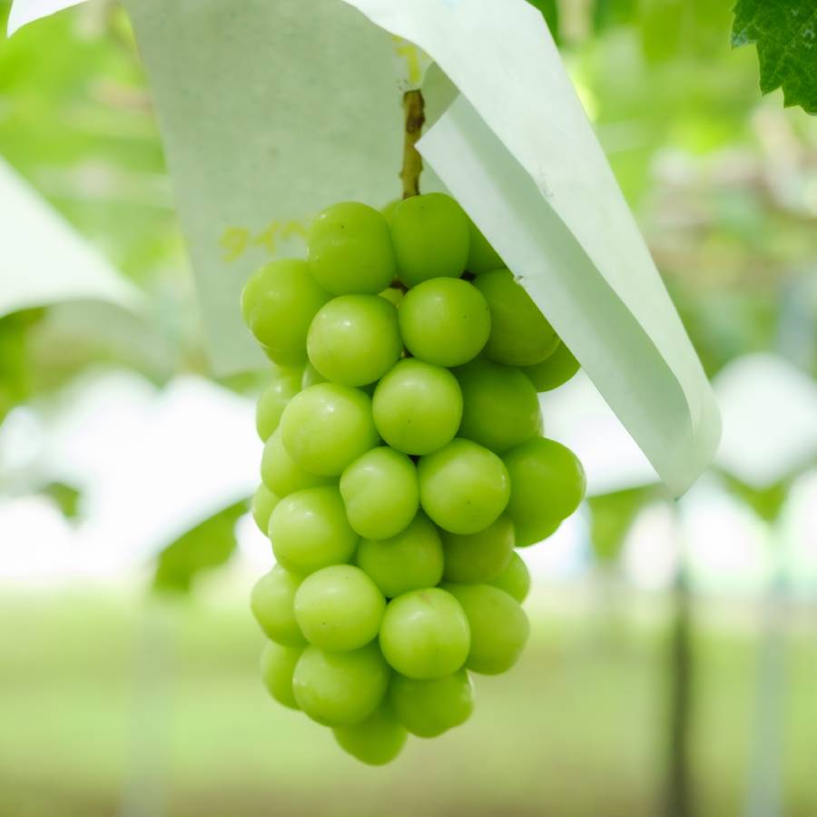 ＜Bonchi＞シャインマスカット4~5房入(約2.2kg)