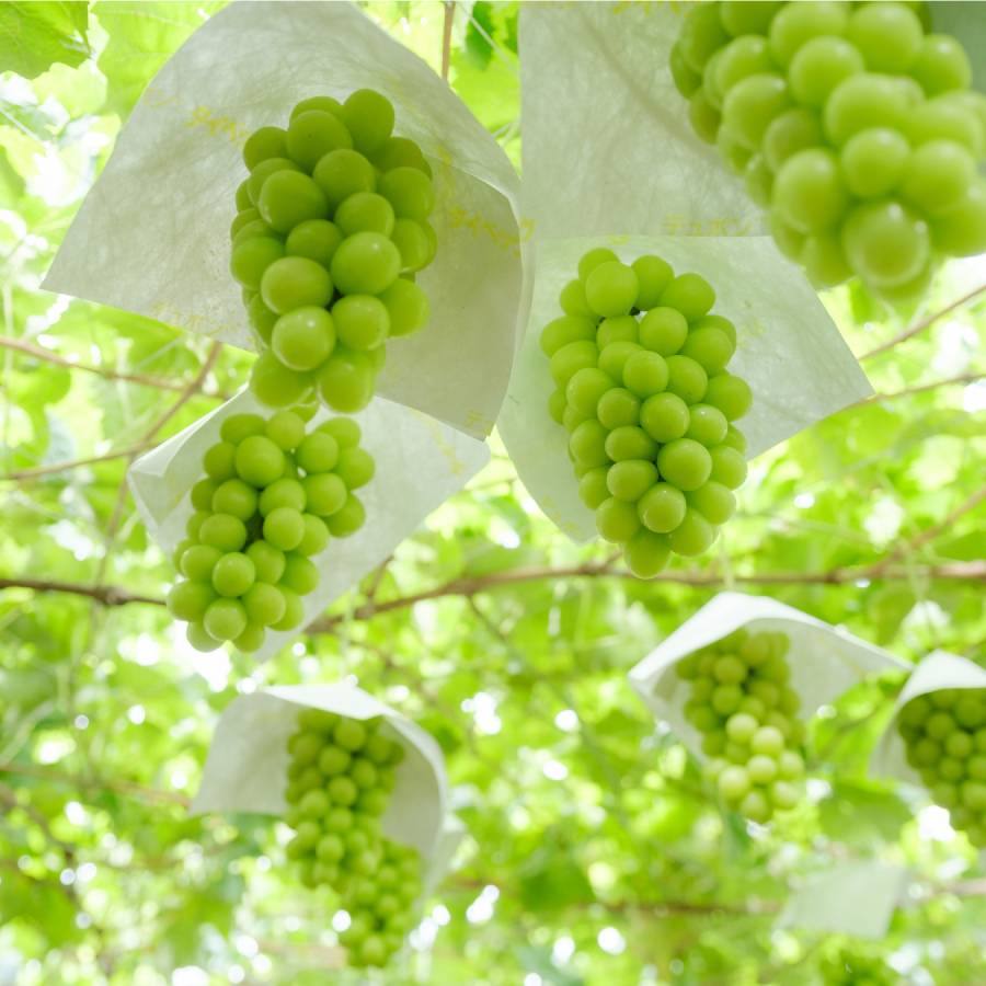 ＜Bonchi＞シャインマスカット4~5房入(約2.2kg)