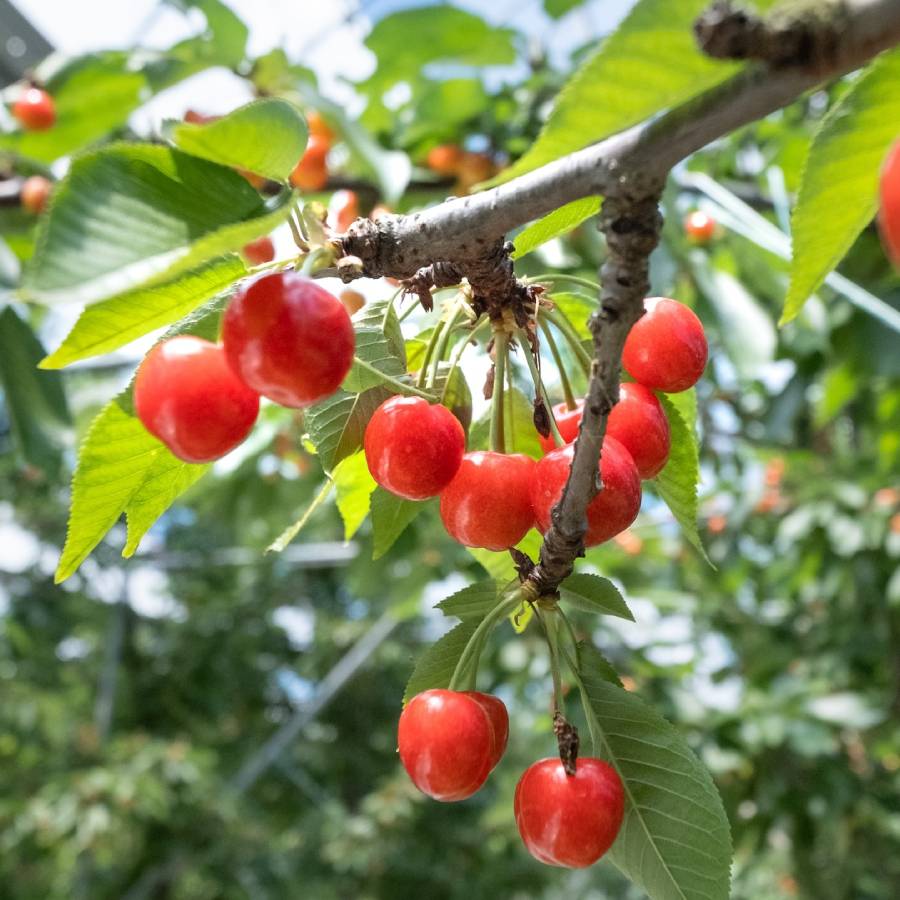 ＜Bonchi＞バラ詰めさくらんぼ 800g　 M，Lサイズ