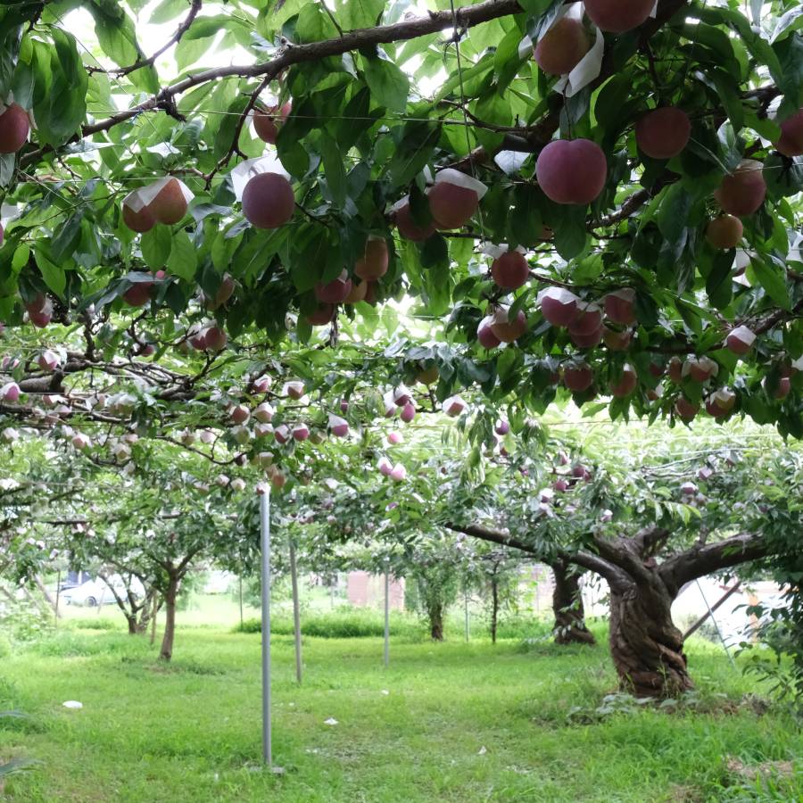 ＜Bonchi＞貴陽3kg(12~15個入)