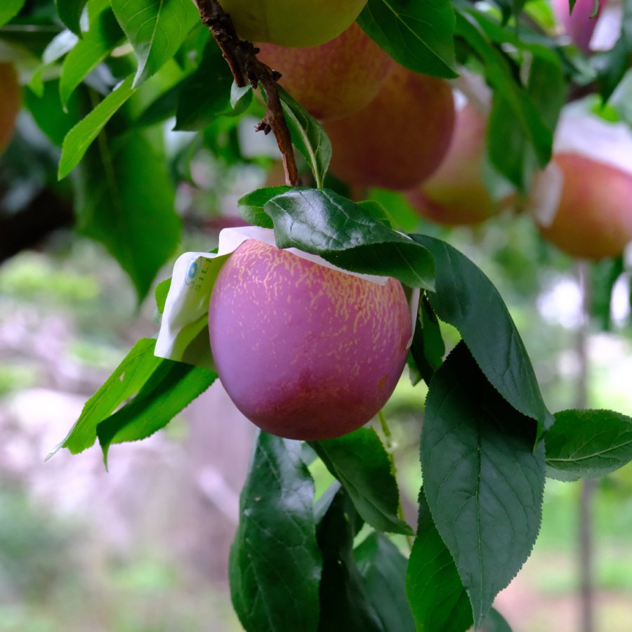 ＜Bonchi＞貴陽3kg(12~15個入)