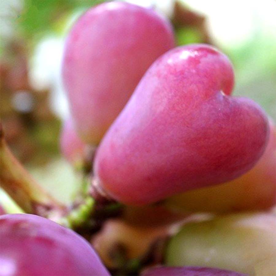 超希少種マイハート1房&シャインマスカット2-3房 計1.8kg相当