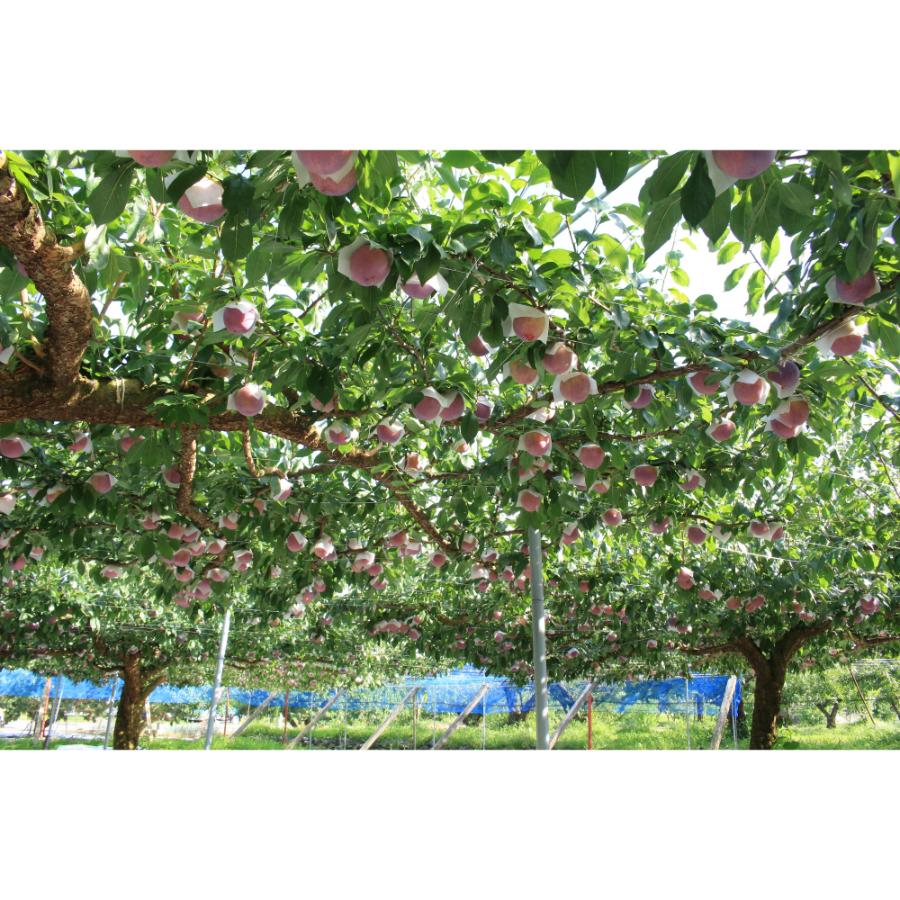 <Bonchi>甲州市産 大玉貴陽 3個入り 800g 自然農法