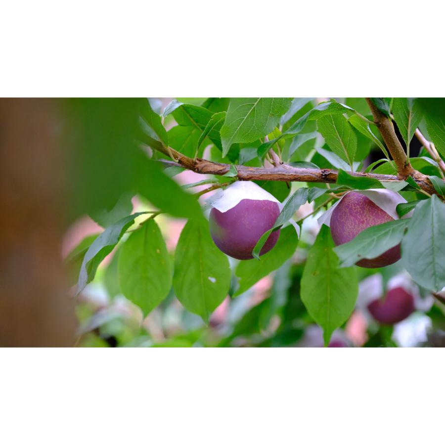 ＜Bonchi＞甲州市産 大玉貴陽 8個入り　1.6kg 自然農法