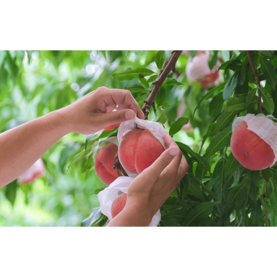 <Bonchi>甲州市産 大玉桃 4個入り 1.8kg 自然農法