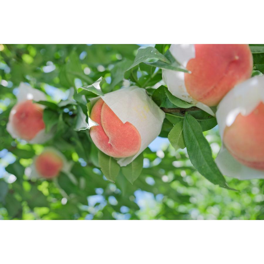 <Bonchi>甲州市産 大玉桃 4個入り 1.8kg 自然農法