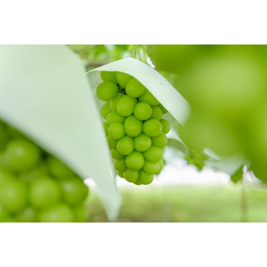 <Bonchi>甲州市産 大粒シャインマスカット1房入り 700g 自然農法