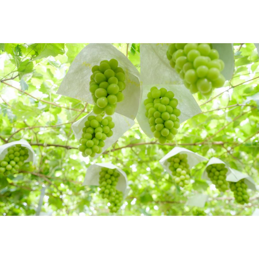 ＜Bonchi＞甲州市産 大粒シャインマスカット2房入り　1.3kg 自然農法
