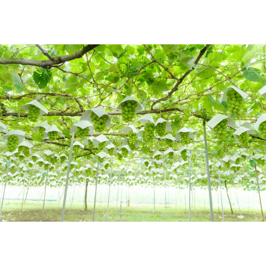 <Bonchi>甲州市産 大粒シャインマスカット3房入り 2kg 自然農法
