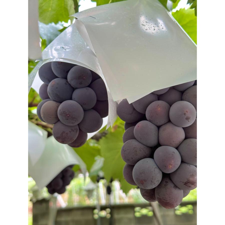 <Bonchi>甲州市産 種無し大粒ピオーネ2房入り 1.1kg 自然農法