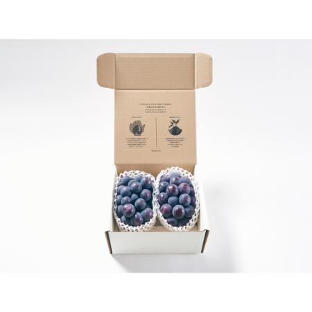 ＜Bonchi＞甲州市産 種無し大粒ピオーネ2房入り　1.1kg 自然農法
