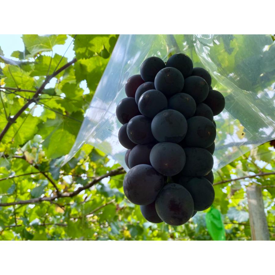 <Bonchi>甲州市産 種無し大粒巨峰 2房入り 1kg 自然農法