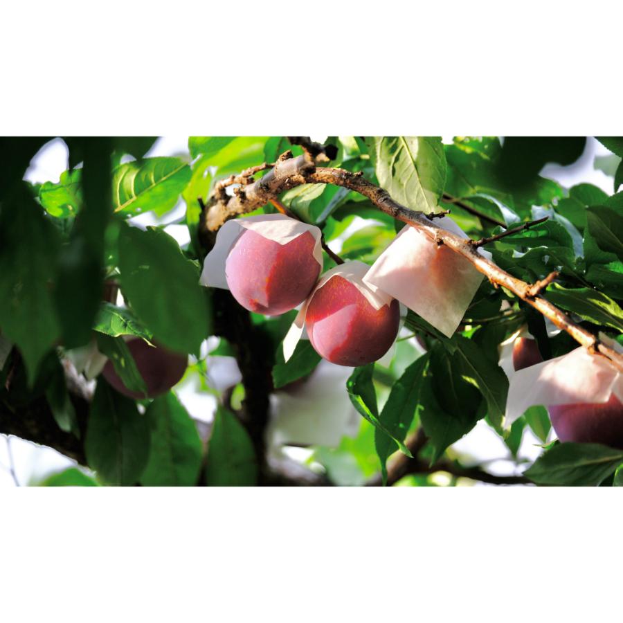 <Bonchi>甲州市産 貴陽 3kg(11~14個入) 自然農法