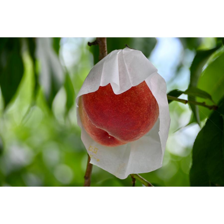 <Bonchi>甲州市産 桃 5kg(10~13個入) 自然農法