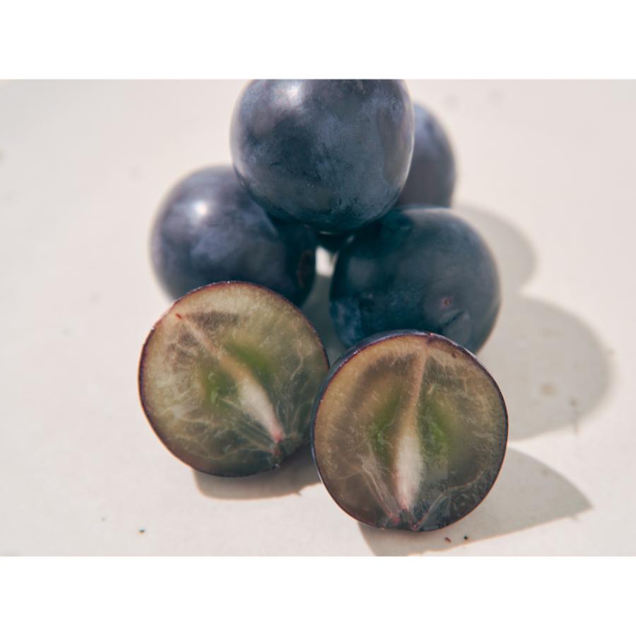 <Bonchi>甲州市産 種無しピオーネ 2房入(900g) 自然農法