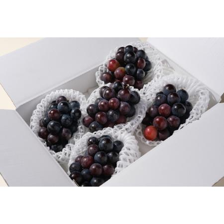 ＜Bonchi＞甲州市産 種無し巨峰 4～5房入(1.8kg) 自然農法