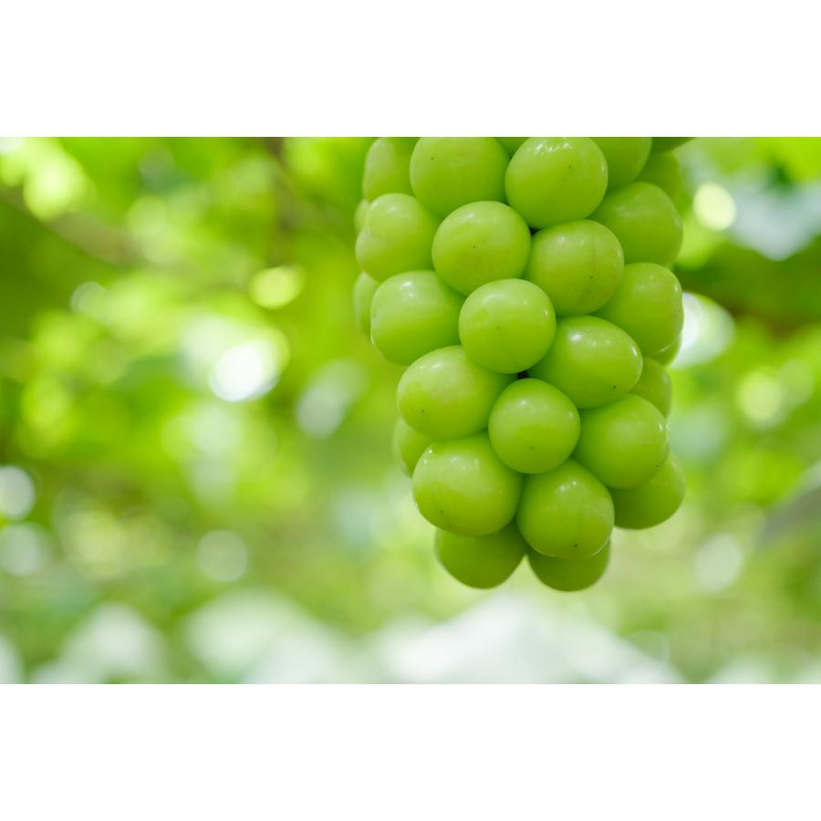 <Bonchi>甲州市産 シャインマスカット 2房入(1.1kg) 自然農法