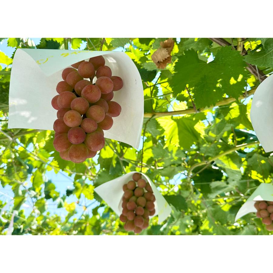 <Bonchi>甲州市産 シャインマスカット&サンシャインレッド 2房入(1.1kg) 自然農法