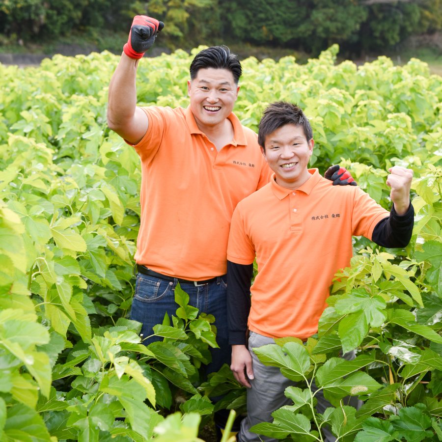 ハンさんのおいしいくわ茶ピュア60包 4箱セット