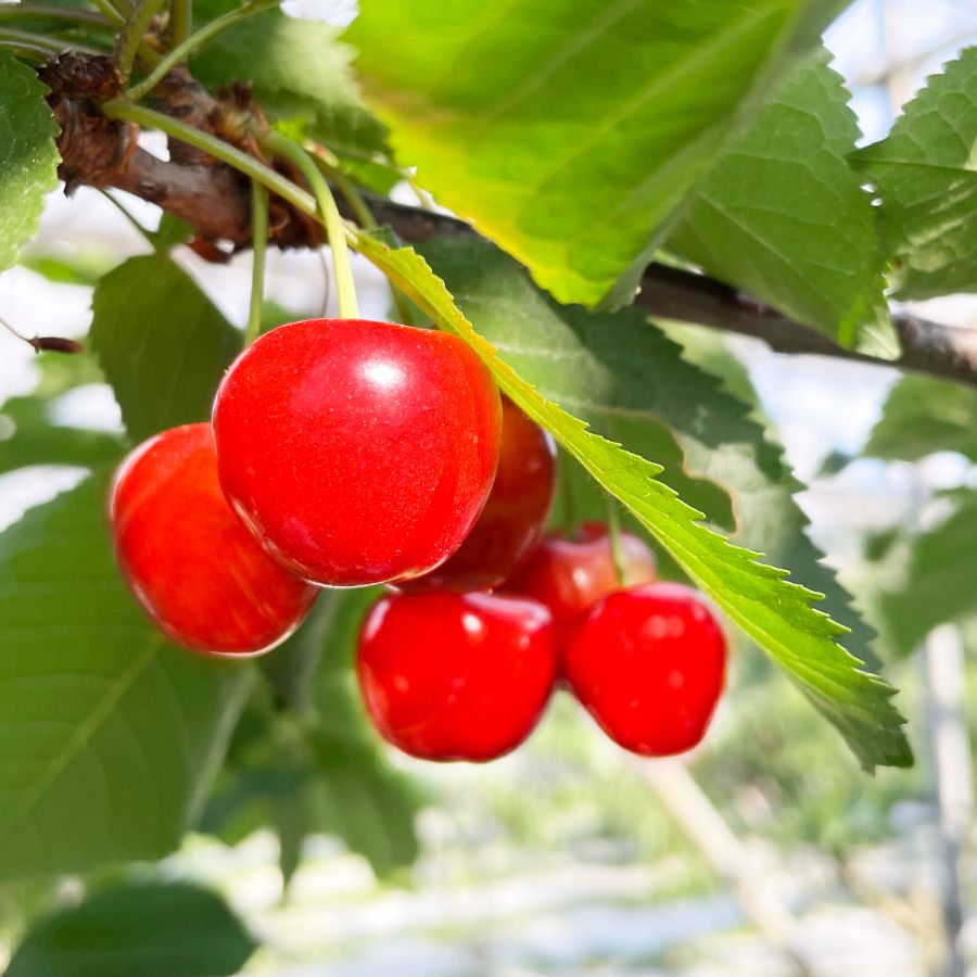 さくらんぼ 500g