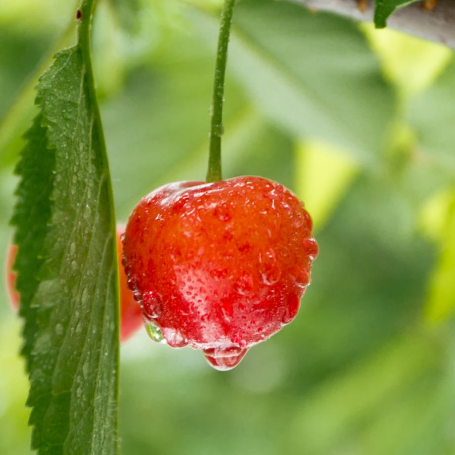 さくらんぼ 500g