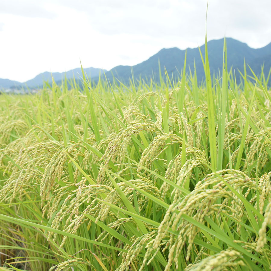 特別栽培米こしひかり5kg