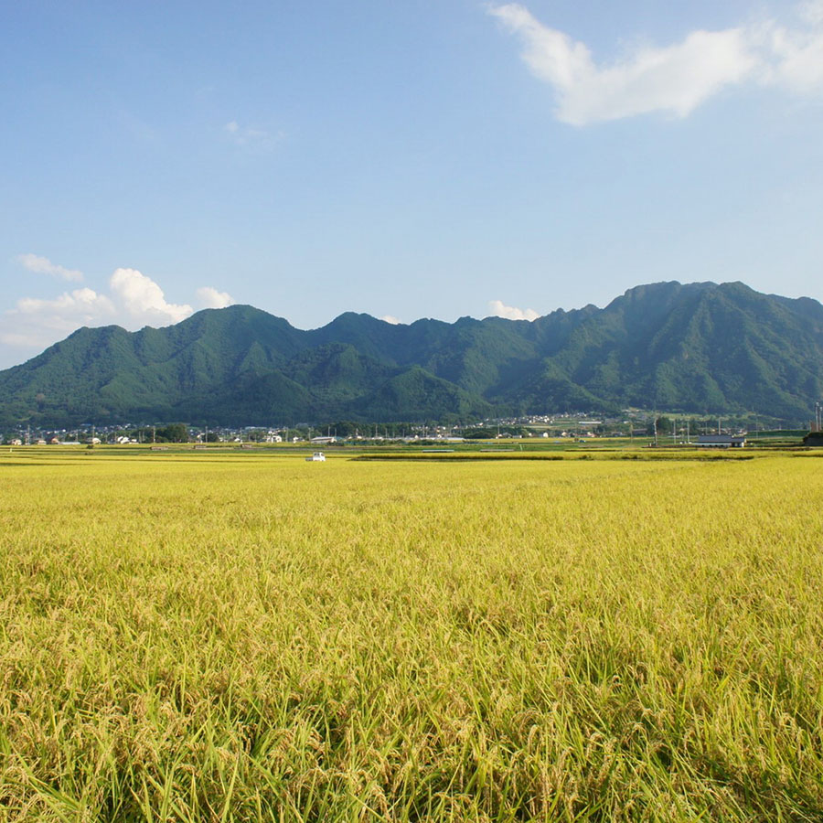 特別栽培米こしひかり5kg　定期便3回