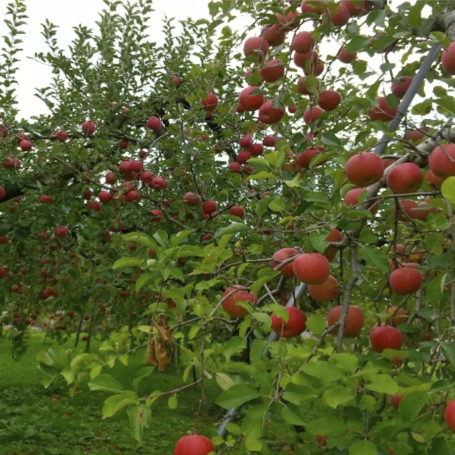 信州りんご サンふじ 3キロ（12～14玉）