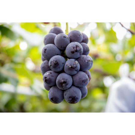 ＜マルモ秀果園＞ナガノパープルと旬のぶどう（品種お任せ）　2房ぶどう2房、合計1.2kg