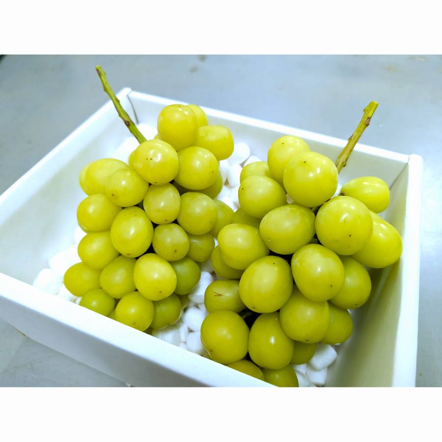 ＜マルモ秀果園＞シャインマスカットと旬のぶどう（品種お任せ）　2房ぶどう2房、合計1.2kg