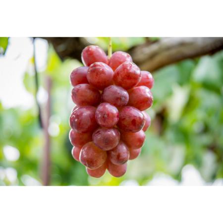 ＜マルモ秀果園＞クイーンルージュと旬のぶどう(品種お任せ）　2房ぶどう2房、合計1.2kg